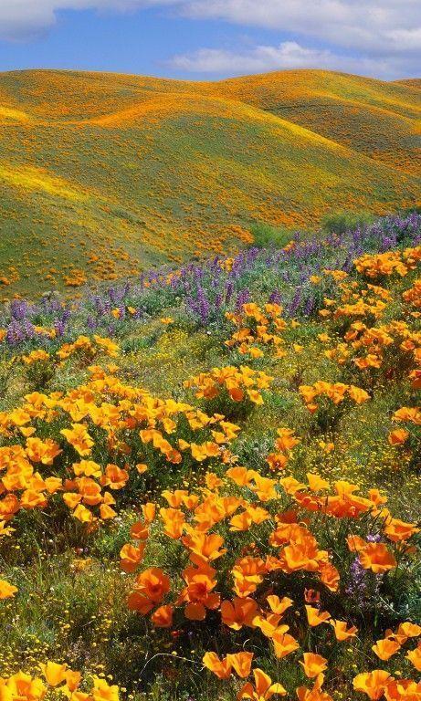 Harmony's Touch Exquisite Bloom Medley